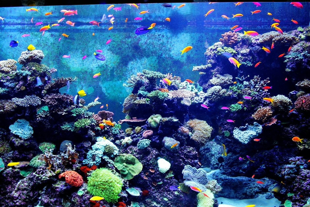 colorful aquarium