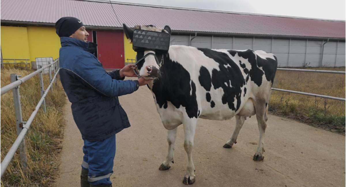 Russian farmers tested VR glasses for cows