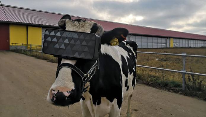 VR glasses for cows
